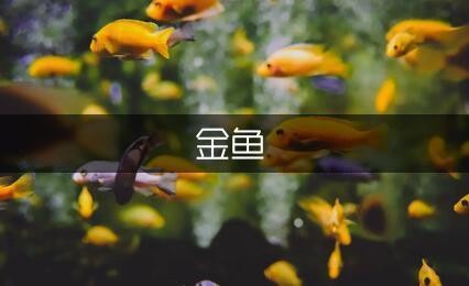 孝義市森森水族休閑用品店