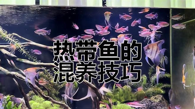 雪銀龍魚和銀龍魚的區別圖片