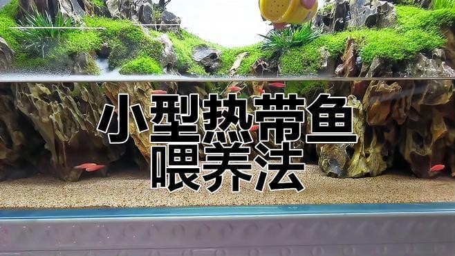 雪銀龍魚和銀龍魚的區別圖片