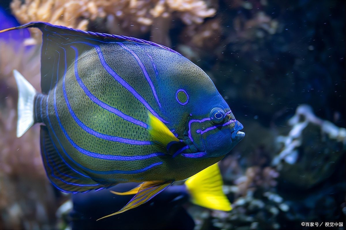 銀龍魚蒙眼病怎么辦，如何預防銀龍魚再次蒙眼