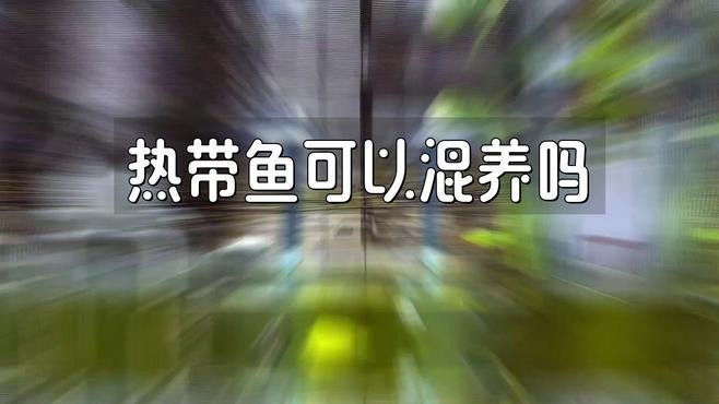 雪銀龍魚和銀龍魚的區別圖片