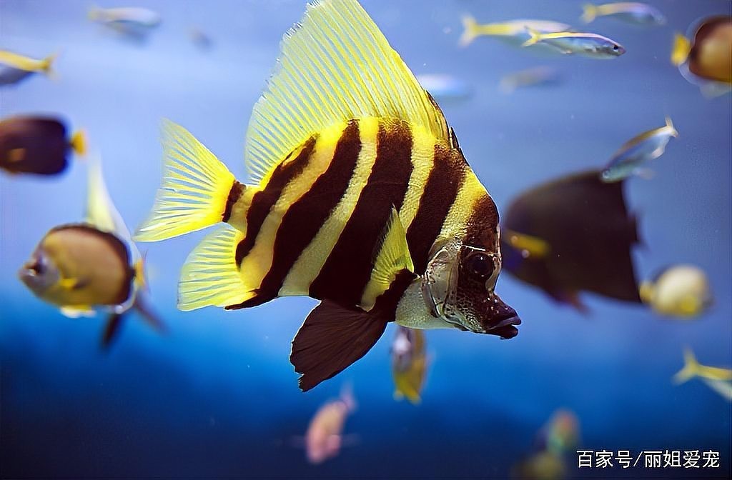 雪銀龍魚和銀龍魚的區別圖片