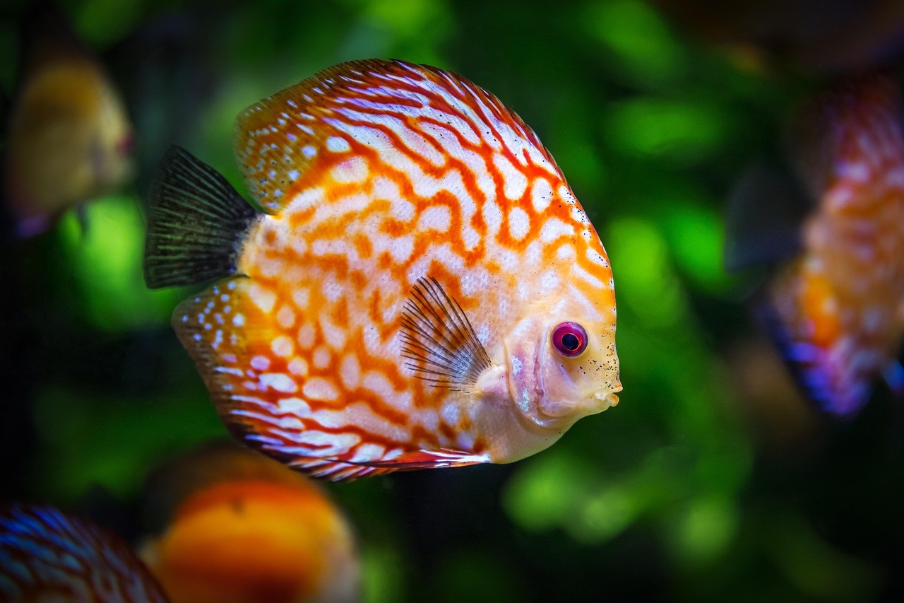 七彩海象和什么魚混養