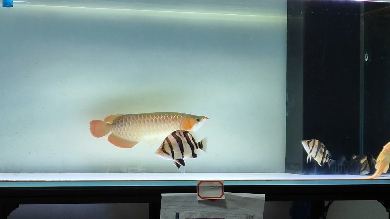 三紋虎 三紋虎 龍魚論壇 第1張