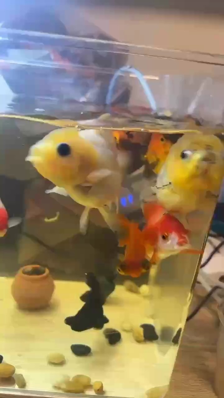 一天到晚搖頭晃腦的，太可愛了吧 一天到晚搖頭晃腦的，太可愛了吧 龍魚論壇