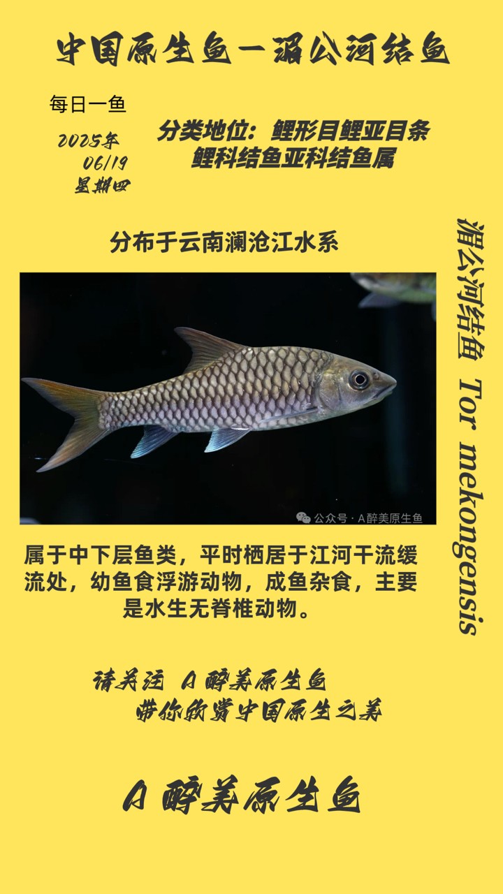 湄公河結(jié)魚(yú)