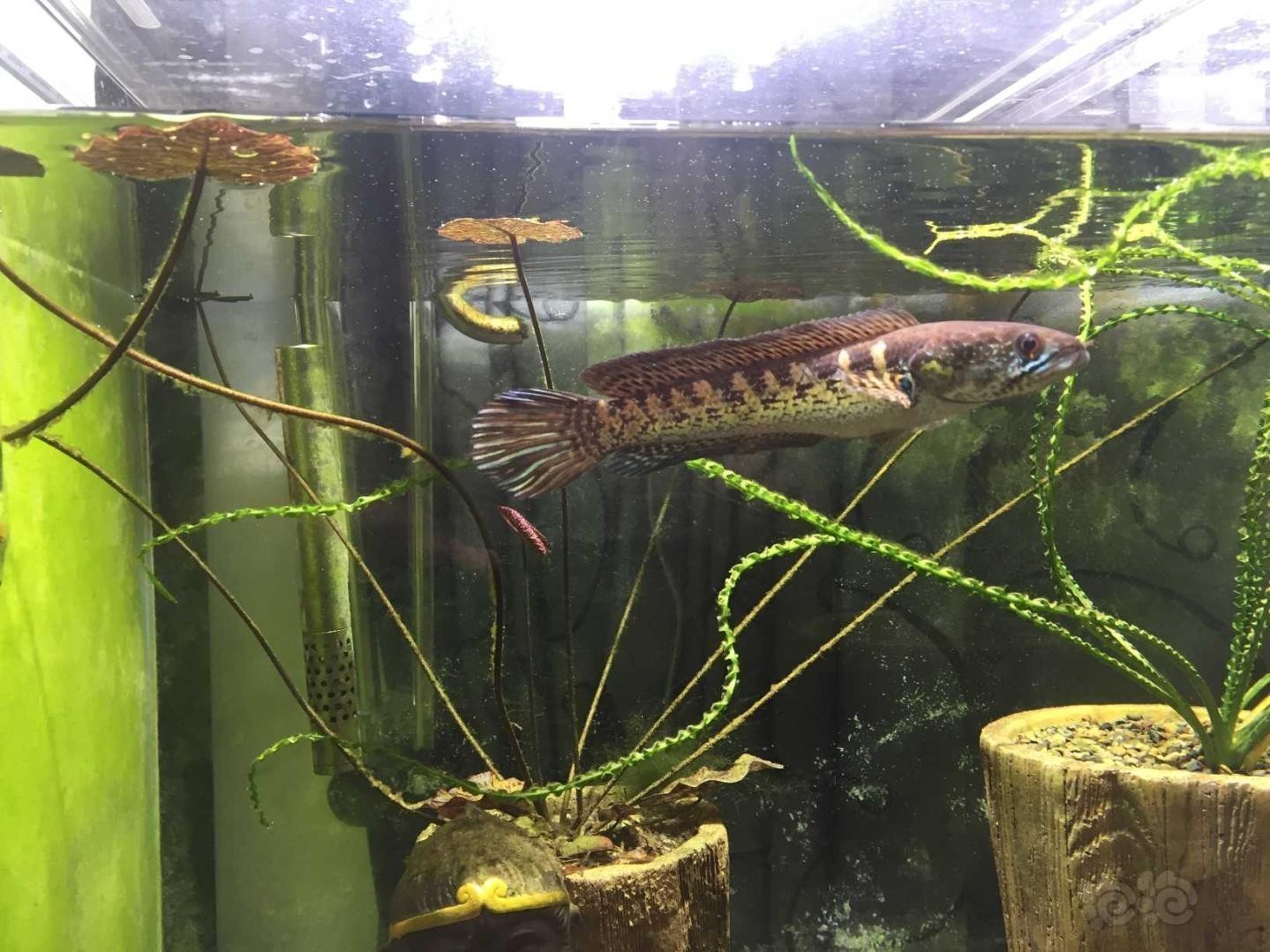 牡丹江市光華花鳥魚批發大市場金風帆水族館（牡丹江最大花鳥魚市場） 牡丹江市光華花鳥魚批發大市場金風帆水族館（牡丹江最大花鳥魚市場） 全國水族館企業名錄