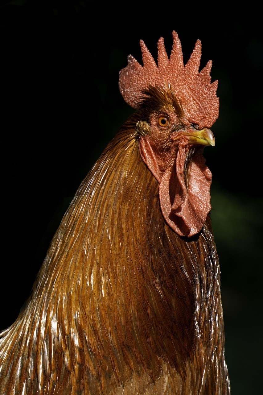 紅頭獅魚寓意 紅頭獅魚寓意 龍魚論壇 第2張