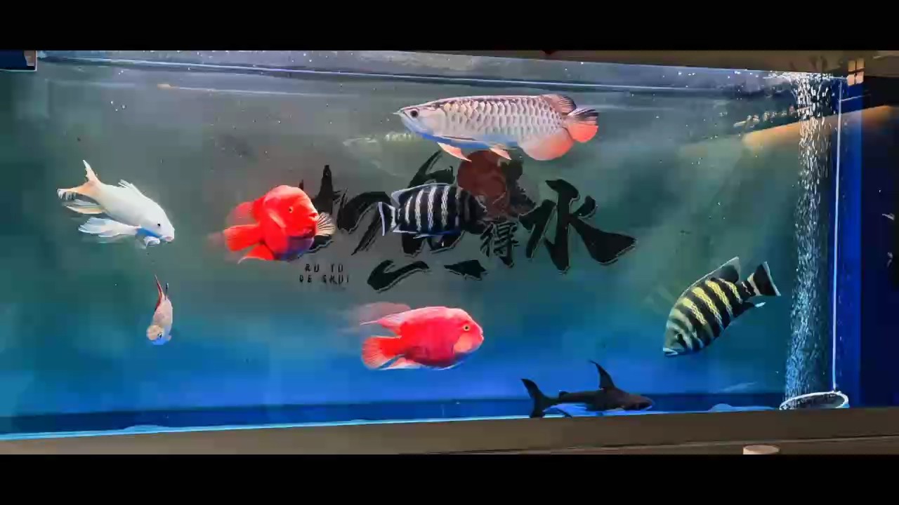 Day、216 成功突破42+ Day、216 成功突破42+ 龍魚論壇 第1張