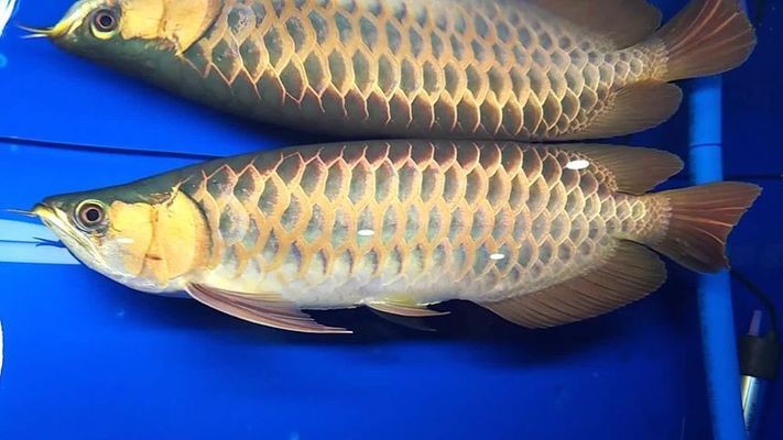 魚缸用增氧泵價格是多少:魚缸增氧機(jī)-xtrac增氧機(jī)-xtrac增氧機(jī) 佳木斯市東風(fēng)區(qū)水客一族水族館(佳木斯市東風(fēng)區(qū)水客一族水族館地址) 全國水族館企業(yè)名錄 佳木斯市東風(fēng)區(qū)水客一族水族館(佳木斯市東風(fēng)區(qū)水客一族水族館地址) 佳木斯市東風(fēng)區(qū)水客一族水族館(佳木斯市東風(fēng)區(qū)水客一族水族館地址) 全國水族館企業(yè)名錄