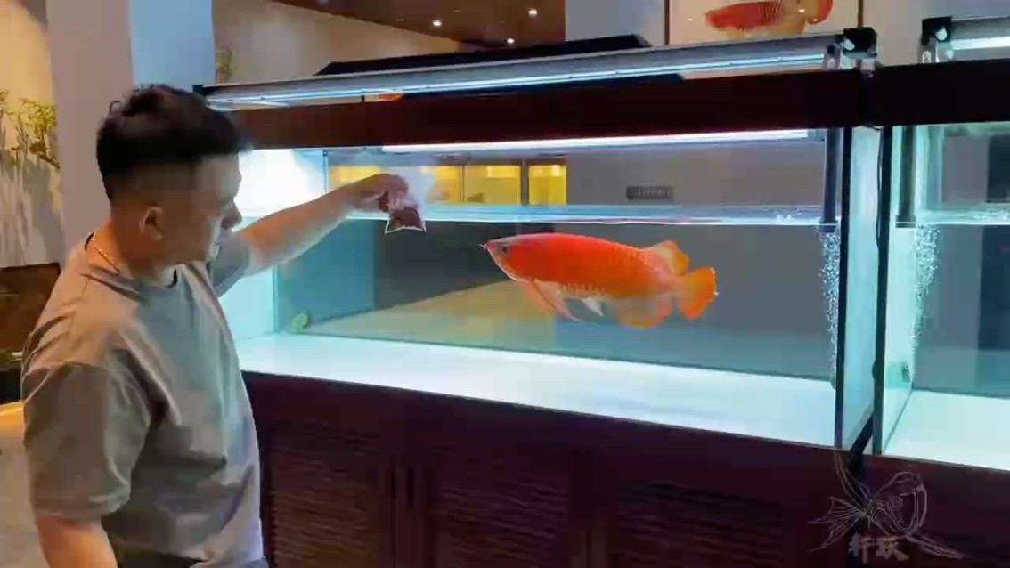 紅龍魚畫 紅龍魚畫 龍魚論壇