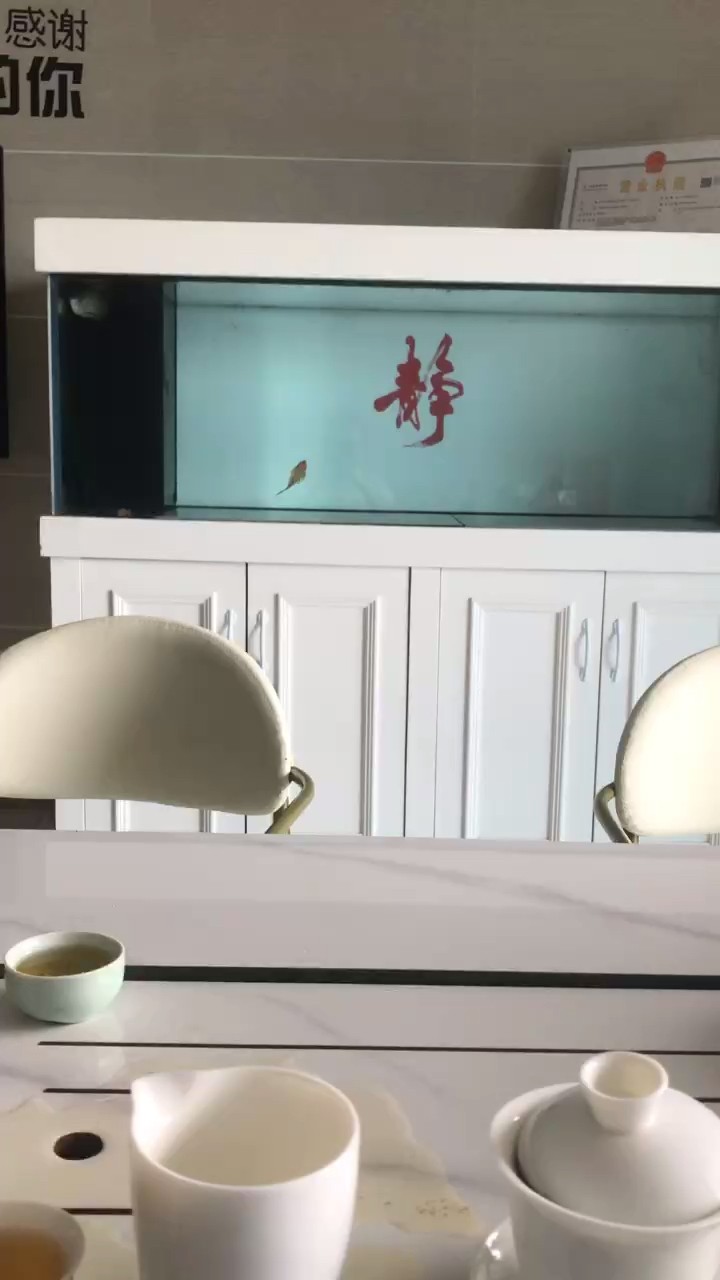 阿呆 阿呆 龍魚論壇