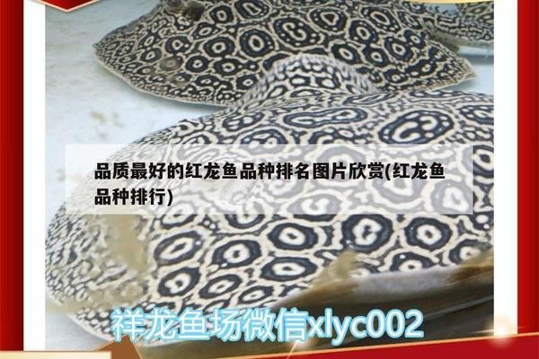 <strong><mark>巴林左旗</mark></strong>乾豐觀賞魚養殖專業合作社（<strong><mark>巴林左旗</mark></strong>乾德花園位置）