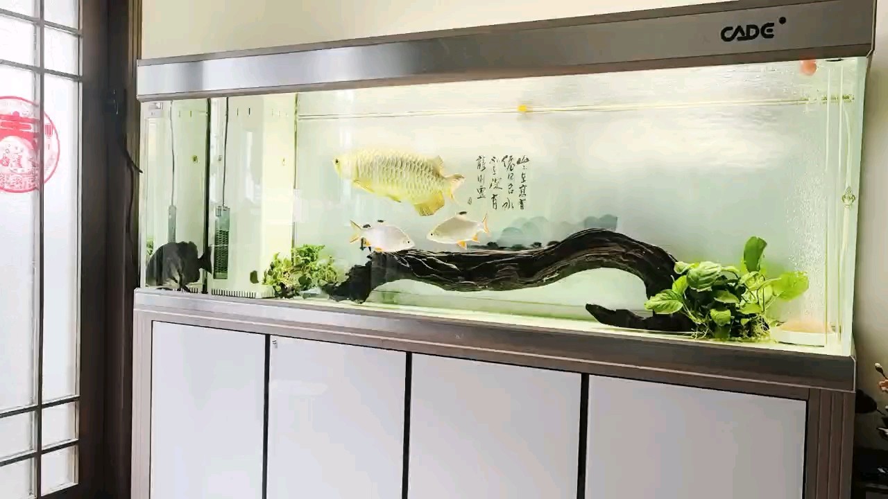 養(yǎng)魚是樂趣、折騰是享受、專一是持久。 養(yǎng)魚是樂趣、折騰是享受、專一是持久。 龍魚論壇