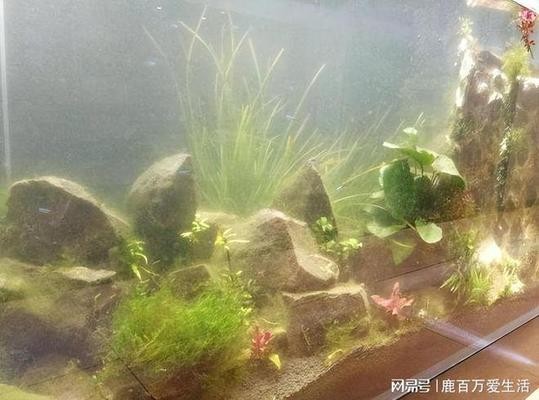 羅平縣魚多多水族魚具店（羅平縣魚多多水族魚具店地址）