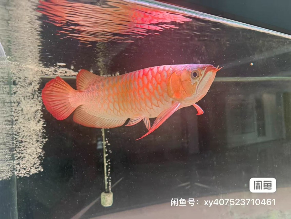 龍魚便宜賣 龍魚便宜賣 龍魚論壇