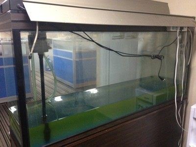 龍魚的缸多久換一次水：龍魚的換水頻率取決于多種因素