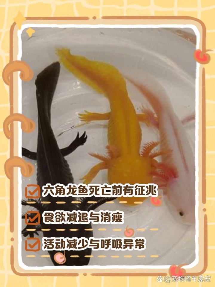 六角龍魚爛了多久會死