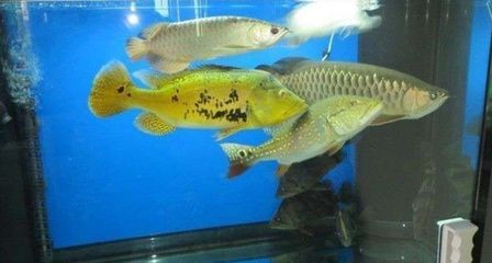 兩龍魚打架會不會打死：兩條龍魚打架會不會打死