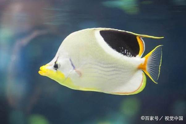 云南云錦涵譯漁業(yè)有限公司（云錦官網(wǎng)） 云南云錦涵譯漁業(yè)有限公司（云錦官網(wǎng)） 全國水族館企業(yè)名錄