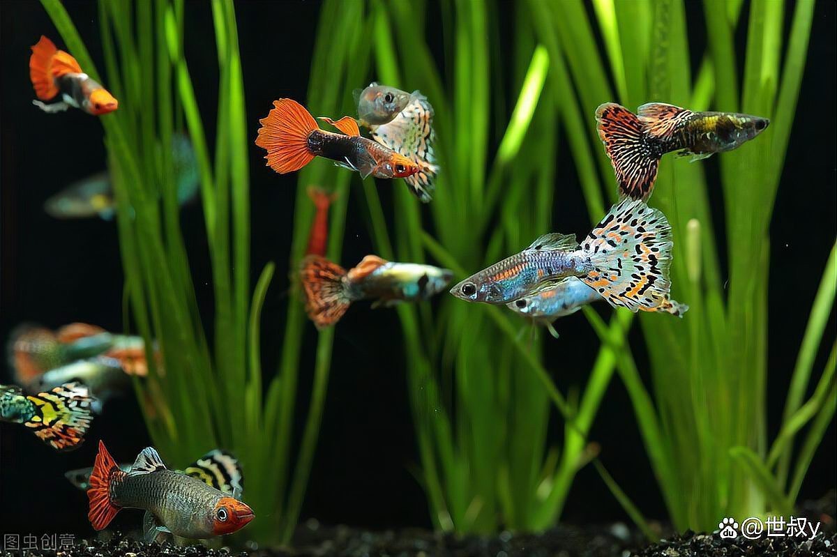 飛鳳魚(yú)30多度水會(huì)死嗎 飛鳳魚(yú)30多度水會(huì)死嗎 龍魚(yú)論壇 第1張