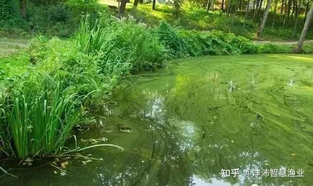 飛鳳魚(yú)30多度水會(huì)死嗎 飛鳳魚(yú)30多度水會(huì)死嗎 龍魚(yú)論壇 第6張