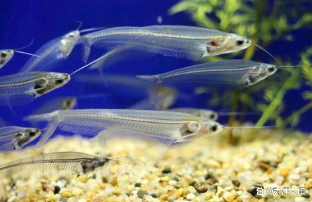 飛鳳魚(yú)30多度水會(huì)死嗎 飛鳳魚(yú)30多度水會(huì)死嗎 龍魚(yú)論壇 第5張