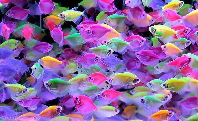 飛鳳魚(yú)30多度水會(huì)死嗎 飛鳳魚(yú)30多度水會(huì)死嗎 龍魚(yú)論壇 第4張