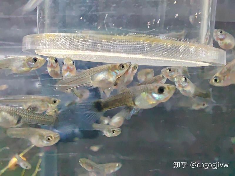 飛鳳魚(yú)30多度水會(huì)死嗎 飛鳳魚(yú)30多度水會(huì)死嗎 龍魚(yú)論壇 第10張