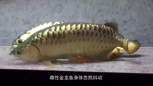 龍魚被吃掉的視頻 龍魚被吃掉的視頻 龍魚論壇
