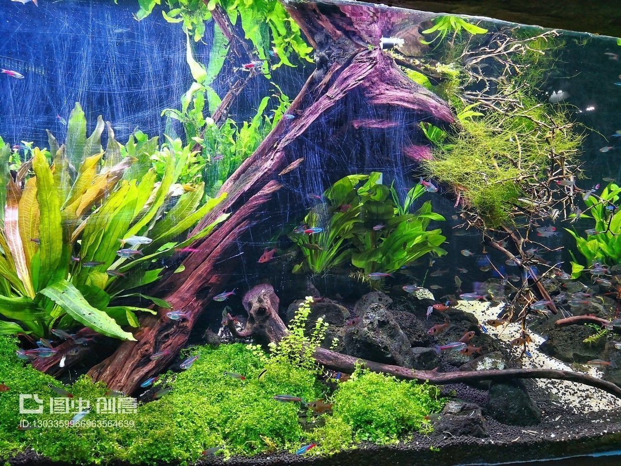 關于魚缸造景的貼吧文章怎么寫好（關于魚缸造景的一些建議）