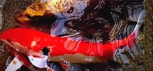 紅白三色特價錦鯉 紅白三色特價錦鯉 龍魚論壇 第3張