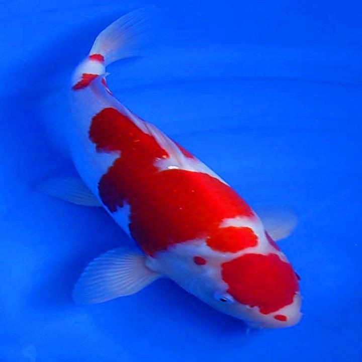 紅白三色特價錦鯉 紅白三色特價錦鯉 龍魚論壇 第1張