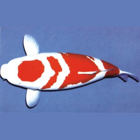 紅白三色特價錦鯉 紅白三色特價錦鯉 龍魚論壇 第5張