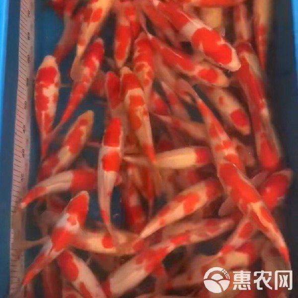 紅白三色特價錦鯉 紅白三色特價錦鯉 龍魚論壇 第13張