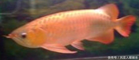 金龍魚吃多少會死：金龍魚為什么會死亡360問答金龍魚為什么會突然死亡 金龍魚吃多少會死：金龍魚為什么會死亡360問答金龍魚為什么會突然死亡 龍魚百科 第2張