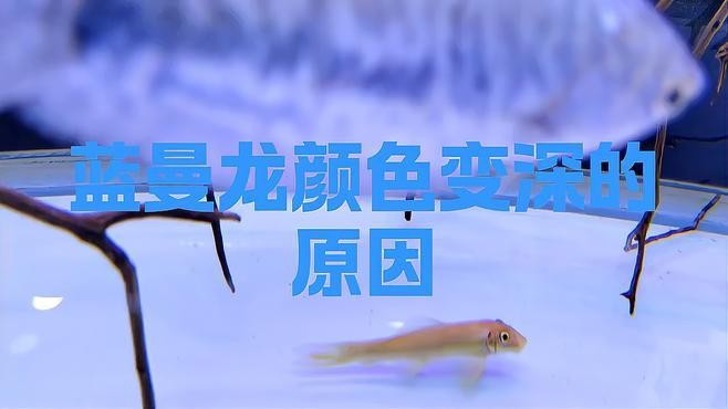 藍曼龍最不值錢的顏色