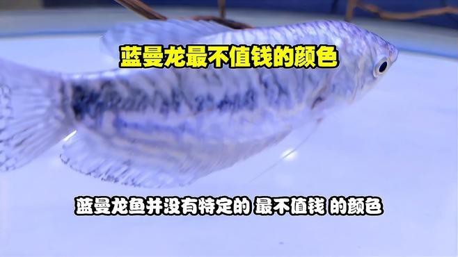藍曼龍最不值錢的顏色