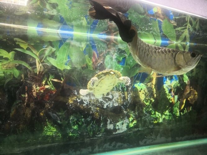 清道夫吃龍魚尾巴：清道夫魚吃龍魚尾巴怎么辦