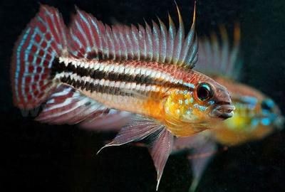 清道夫吃龍魚尾巴：清道夫魚吃龍魚尾巴怎么辦