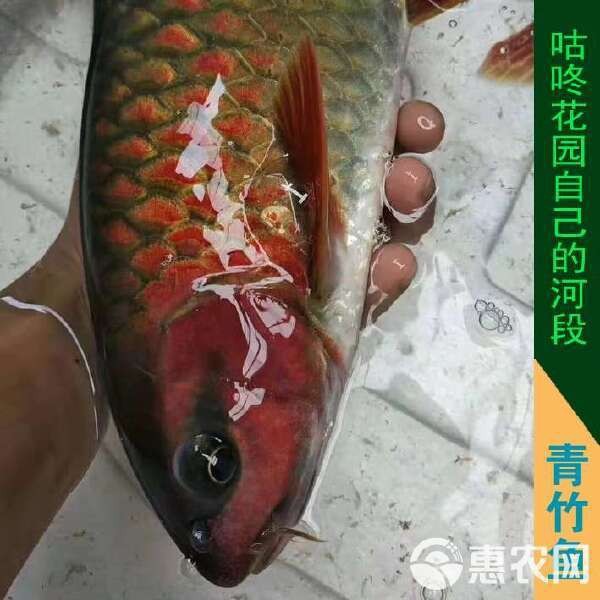 青竹魚市場(chǎng)價(jià)一斤
