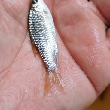 青竹魚市場(chǎng)價(jià)一斤