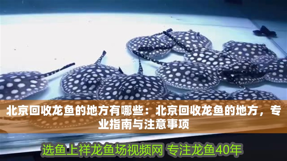 北京回收龍魚的地方有哪些：北京回收龍魚的地方，專業(yè)指南與注意事項(xiàng)