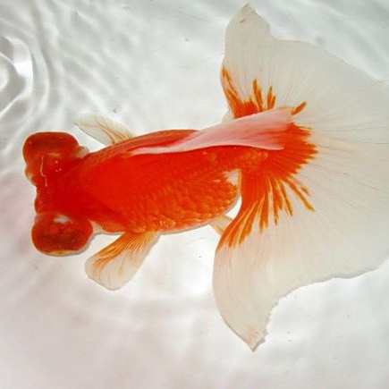 龍種金魚有哪些品種