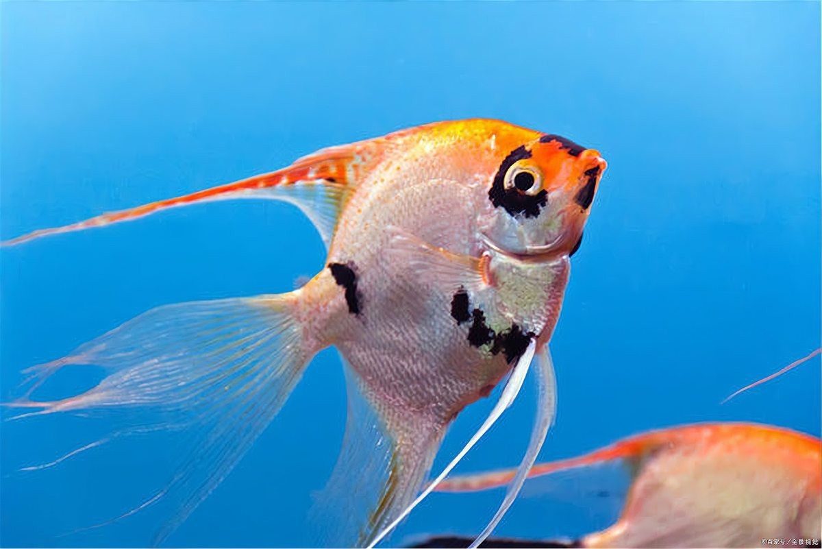 觀賞性龍魚可以食用嗎？ 觀賞性龍魚可以食用嗎？ 龍魚論壇 第2張