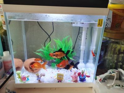 森森魚缸好嗎？（森森魚缸值得信賴的選擇森森魚缸是一個值得信賴的品牌）