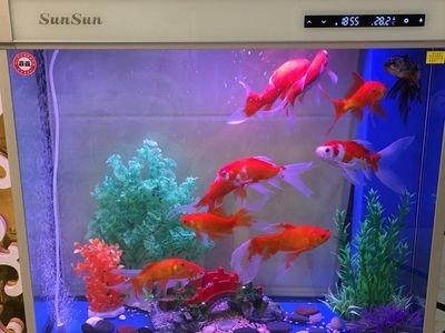 森森魚缸好嗎？（森森魚缸值得信賴的選擇森森魚缸是一個值得信賴的品牌）