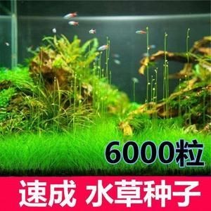 水草種子的來源與種類：培育觀賞魚缸水草種子需要經過以下幾個步驟