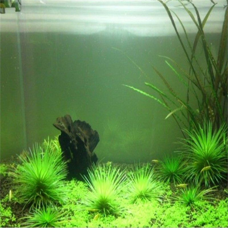 水草種子的來源與種類：培育觀賞魚缸水草種子需要經過以下幾個步驟