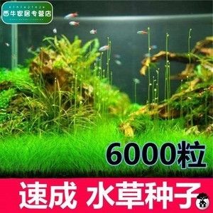 水草種子的來源與種類：培育觀賞魚缸水草種子需要經過以下幾個步驟